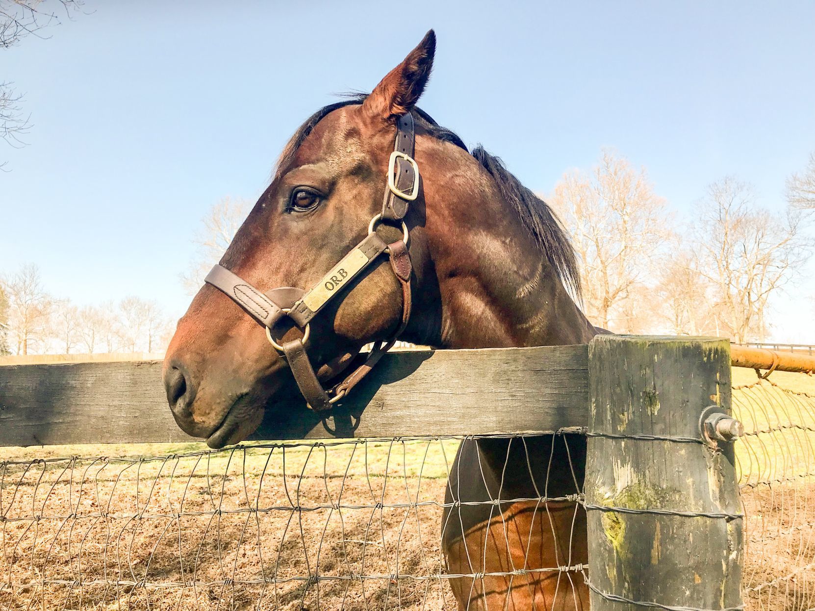 Claiborne Farm